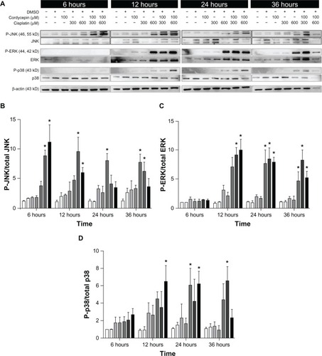 Figure 10 Effects of cordycepin and/or cisplatin on the protein expression of MAPK pathway in FaDu cells.