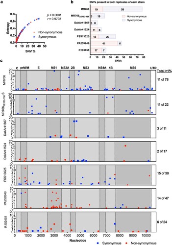 Figure 4. SNVs detected in all ZIKV strains. A) For all positions with SNVs, the frequency percentage and entropy values are correlated (Spearman correlation, r = 0.9793). B) The total number of SNVs identified and common to both replicates of each ZIKV are shown: synonymous change (blue bar), non-synonymous change (red bar). C) Mean frequency values of all SNVs common to both replicates were plotted by nucleotide position, synonymous (blue), non-synonymous (red). Genomic regions (UTRs and proteins) are denoted by dotted lines and alternating background shading under a genome map. The number of SNVs present at greater than 1% frequency out of the total number of SNVs is provided on the right.