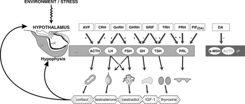 Figure 2. Hypothalamo-pituitary axis. Simplified diagram of hypophysiotrophic regulation of the secretion of hormones in the adenohypophysis. pd: pars distalis adenohypophysis; pi: pars intermedia adenohypophysis; AVP: arginine vasopressine; CRH corticotropin releasing hormone; GnRH: gonadotropin releasing hormone; GHRH: growth hormone releasing hormone; SRIF: somatostatin; TRH: thyrotrophin releasing factor; PRF: prolactin releasing factor; PIF: prolactin inhibiting factor; DA: dopamine; ACTH: adrenocorticotropic hormone; LH: luteinizing hormone; FSH: follicle-stimulating hormone; GH: growth hormone; TSH: thyroid-stimulating hormone; PRL: prolactin; α-MSH: α-melanocyte-stimulating hormone; IGF-1: insulin growth-factor 1 (reproduced with permission, Hanson 2007).