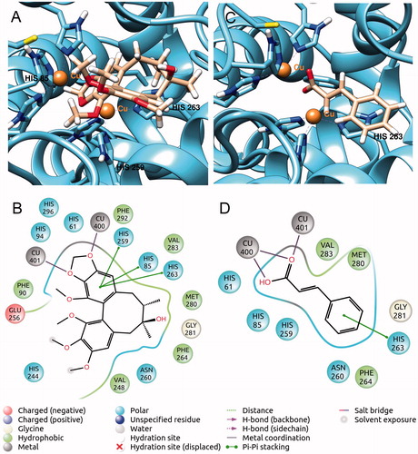 Figure 5. (A and B) best pose of cp4 (GoldScore) in complex to tyrosinase; (C and D) best pose of CA (GoldScore) in complex to tyrosinase.