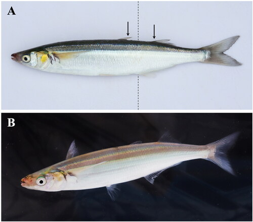 Figure 1. Photos of the jack silverside, Atherinopsis californiensis. (A) Jack silverside, commonly also called jacksmelt, belongs to the family of silversides (family Atherinopsidae) and not the taxon of ‘true’ smelts (family Osmeridae). Jack silverside are distinguished from another morphologically similar species – the topsmelt silverside (Atherinops affinis) – by the anterior edge of the anal fin (dotted line) being positioned between the posterior edge of the first dorsal fin and anterior boundary of the second dorsal fin (arrows). (B) Adult jack silverside showing the typical yellow color on the gill operculum, with positioning of the two dorsal fins stretched upright. Photos by Sean Lema.