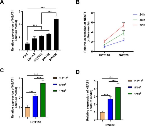 Figure 3 CRC cells secreted more NEAT1 into the culture media than the control cell lines. (A) The levels of NEAT1 were consistently higher in the culture media from CRC cell lines, especially from the metastatic CRC cell line SW620, than from the normal cell line. (B) The expression levels of NEAT1 was increased in the culture median of HCT116 and SW620 cells with time increased. (C–D) The expression levels of NEAT1 was increased in the culture median of HCT116 and SW620 cells with cell number increased. **P<0.01, ***P<0.001.