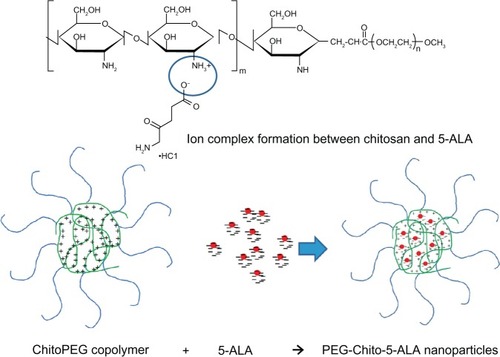 Figure 1 Chemical structure of ChitoPEG copolymer and formation of 5-ALA-incorporated nanoparticles.Abbreviations: 5-ALA, 5-aminolevulinic acid; PEG-Chito-5-ALA NP, Polyethylene glycol-Chito-5-ALA nanoparticles.