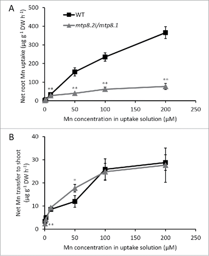 Figure 1. Kinetics of short-term Mn uptake by roots of wild-type (square symbols) and mtp8.2i/mtp8.1 (triangle symbols) plants. Seedlings were exposed to 0.5 mM CaCl2 solution containing varying concentrations of Mn (0.5, 2, 10, 50, 100, and 200 μM) for 3 h at 30°C or 4°C temperatures. Net root Mn uptake (A) and Mn transfer to shoot (B) were calculated by subtracting values at 4°C from those at 30°C. Data represent the mean ± SD (n = 3). **P < 0.01, *P < 0.05, Tukey's test.