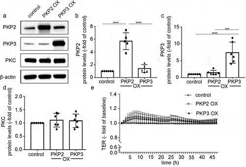Figure 6. PKP2 and PKP3 overexpression had no effect on barrier functions.