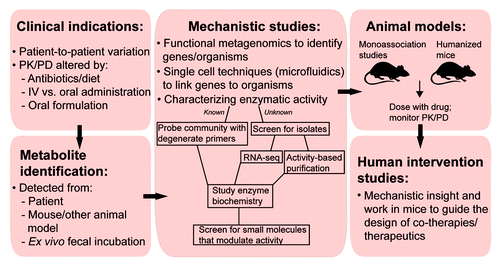 Figure 3. Approaches for studying the role of the microbiome in therapeutic drug metabolism. Initial evidence often comes from clinical data such as unexplained patient-to-patient variation in the response to therapeutics, and/or altered pharmacokinetics (PK) and pharmacodynamics (PD) in response to antibiotic treatment, dietary intake, IV vs. oral routes of drug administration, or varying oral formulations to delay absorption. Drug metabolites may then be identified directly from patient samples; from mouse or other animal models; or after ex vivo incubation with fecal samples. Mechanistic insight can be garnered by combining a number of complementary methods: functional metagenomics, microfluidics, and screening gut microbial communities for relevant enzymatic activities. Determining the signals that activate genes, and biochemical characterization of the relevant gene products, will enrich findings from these studies. From there, animal models will determine the translational potential, while human intervention trials could be utilized to work out co-therapy strategies.