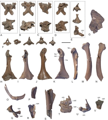 FIGURE 3. Holotype of Danielsraptor phorusrhacoides, gen. et sp. nov. from the lower Eocene London Clay of Walton-on-the-Naze, Essex, U.K. (NMS.Z.2021.40.12), vertebrae and elements of the pectoral girdle and wing. A–D, four thoracic vertebrae in dorsal and lateral view. E, a caudal vertebra with a long processus ventralis in cranial, ventral, and lateral view. F, five further caudal vertebrae in different views. G, pygostyle in lateral view. H, I, left coracoid in dorsal (H) and ventral (I) view. J–L, right coracoid in ventral (J), dorsal (K), and medial (L) view. M, N, right scapula in medial (M) and lateral (N) view. O, extremitas sternalis of furcula. P, left extremitas omalis of furcula. Q, R, cranialmost portion of sternum in lateral (Q) and ventral (R) view. S, proximal portion of left humerus in cranial view. T, U, distal end of left (T) and right (U) humerus in cranial view. V, distal end of left ulna in ventral view. Abbreviations: cdd, condylus dorsalis; cdv, condylus ventralis; csc, cotyla scapularis; fac, facies articularis clavicularis; fns, foramen nervi supracoracoidei; fos, fossa in sulcus supracoracoideus; pcv, processus ventralis; sac, sulcus articularis coracoideus; spe, spina externa. Scale bar equals 10 mm.