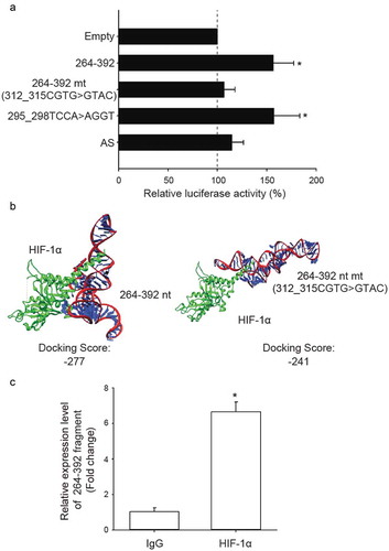 Figure 4. The third quarter fragment (264–392 nt) increases NDRG1 promoter activity by recruiting HIF-1α. (a) Luciferase expression via NDRG1 promoter activity in the absence of the HRE sequence (CGTG) at 312–315 nt. Mutation at 295–298 nt and antisense oligonucleotide (AS) are positive and negative controls, respectively. HEK293T cells treated with CoCl2 were co-transfected with the luciferase vectors, NDRG1-OT1 (264–392 nt), and NDRG1-OT1 mutants. (b) Bioinformatics prediction of docking between HIF-1α (green) and NDRG1-OT1 (264–392 nt) as well as NDRG1-OT1 mutants. (c) Relative expression levels of NDRG1-OT1 (264–392 nt) after immunoprecipitation by antibody against HIF-1α. MCF-7 cells overexpressed NDRG1-OT1 (264–392 nt) and the HIF-1α P402A/P564A mutant, which is resistant to VHL-mediated ubiquitination and degradation. Relative expression of NDRG1-OT1 (264–392 nt) was measured by qRT-PCR. The results shown are the means ± SDs of at least 3 separate experiments. *: P < 0.05.