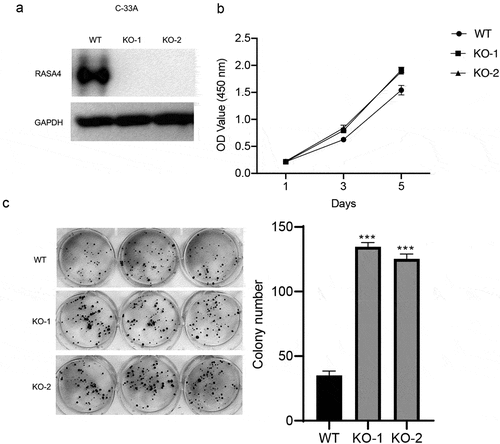 Figure 4. RASA4 depletion increases proliferation and colony formation in C-33A cells. (a) Western blotting demonstrated a transient depletion of RASA4 in the C-33A cells. RASA4 depletion was induced using the CRISPR/Cas9 technology. (b) CCK8 assays demonstrated the impact of RASA4 deficiency on cell proliferation (n = 3). (c) Colony formation assays manifested the impact of RASA4 deficiency on the colony formation rate of C-33A cells