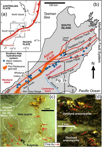 Figure 1. A,B, Tectonic setting on oblique convergent plate boundary for the Southern Alps and Canterbury basin in relation to the late Cenozoic tectonic-hydrothermal system that has emplaced orogenic gold sources for detrital gold in rivers. C,D, Examples of hydrothermal gold from the Callery River, located northwest of the Main Divide. C, Coarse and fine gold associated with hydrothermally silicified schist breccia on margin of a quartz vein (Qz = quartz; Ab = albite, Musc = muscovite, Chl = chlorite). (d) Fine gold associated with oxidised hydrothermal sulphides.