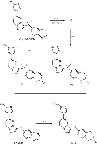 Figure 10. Metabolism of quinoline-containing c-Met inhibitors by AO to lactam derivatives.