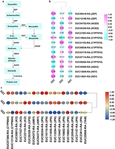 Figure 7. The pathways associated with abscisic acid (ABA) biosynthesis. The colored cells represent each group’s expression heatmap of the critical transcripts for ABA, GA and IAA biosynthesis. Important enzyme gene abbreviations: ZEP, zeaxanthin epoxidase; NCED, 9-cis-epoxy carotenoid dioxygenase; ABA2, xanthoxin dehydrogenase; NSY, neoxanthin synthase; KO, ent-kaurene oxidase; CPS, ent-copalyl diphosphate synthase; AMI1, amidase1; IPA, indole-3-pyruvate; TAM, tryptamine.
