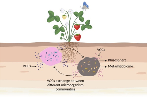 Figure 1. Metapopulation networks of microorganisms and plant communication and interactions mediated by microbial volatile organic compounds.