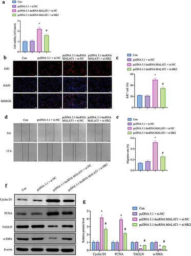 Figure 6. MALAT1 impacts the biological behavior of VSMCs via modulating MiR-145-5p/HK2 Pathway. (a-c) CCK-8 and EdU assays were used to detect the proliferation of Ang II-induced VSMCs cells after lncRNA MALAT1 overexpression and HK2 knockdown (CCK-8: cell counting kit-8, EdU: 5-ethynyl-2’-deoxyuridine, con: control, n = 3, scale bar = 50 μm). (d, e) migratory capacity of lncRNA MALAT1 overexpression and HK2 knockdown on Ang II-induced VSMCs was assessed by wound healing assay (n = 3, scale bar = 100 μm). (f, g) Western blots were used to detect a-SMA, TAGLN, cyclin D1 and PCNA levels. The immunoblots were calculated by densitometric analysis using β-actin as the internal reference (n = 3). *p < .05 vs. pcDNA 3,1 + si-NC, #p < .05 vs. pcDNA 3.1-lncRNA MALAT1 + si-NC. The data were presented as the means ± SEM.