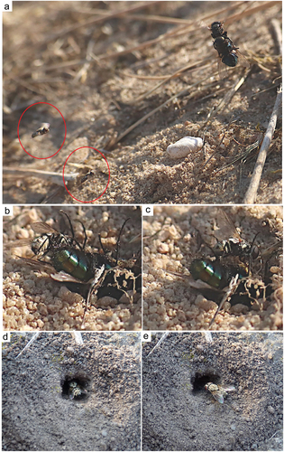 Figure 3. Oxybelus trispinosus. (a) Female with prey and kleptoparasitic fly in flight near the nest; (b, c) Kleptoparasitic fly of Senotainia conica preparing to lay a larva; (d, e) Kleptoparasitic fly of Metopia cf. argyrocephala.