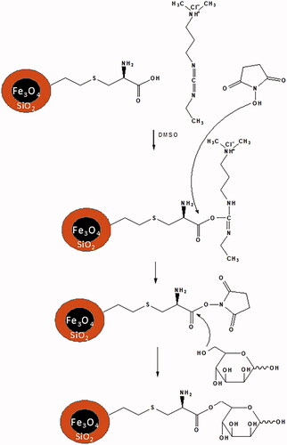 Figure 17. Interaction between LCMNP and mannose sugar.