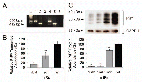 Figure 2 Transfection of miR cassettes and Prnp knockdown efficacy at mRNA and protein level. (A) PCR of genomic DNA shows miR cassette-specific amplicons. Lane L, 100 bp DNA ladder; lane 1, expression vector with miRdual cassette; lane 2, expression vector with miRscr; lane 3, wild-type cells; lane 4, N2amiRdual; lane 5, N2amiRscr; lane 6, no template. (B) qPCR analysis of PrPC transcript abundance showing knockdown efficiency of miRdual in mRNA levels. (C) Western blot analysis of PrPC protein abundance. Top part is the western blot and bottom panel is densitometric evaluation. dual1 and dual2 are N2amiRdual cell clones (*p < 0.05, **p < 0.01).