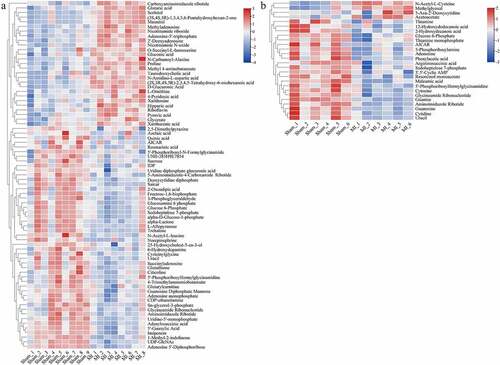 Figure 6. Hierarchical cluster analysis heat map of differential metabolites between groups in the myocardium (a) and mitochondria (b). Red indicates up-regulation, and blue indicates down-regulation. The columns and rows represent experimental samples and metabolites, respectively.