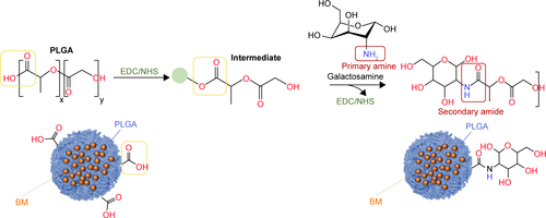 Figure S2 Schematic representation of the functionalization of PLGA nanoparticles with galactosamine.Abbreviations: BM, bergamottin; EDC, 1-ethyl-3-(3-dimethlyaminopropyl) carbodiimide; NHS, N-hydroxysulfosuccinimide; PLGA, poly(lactic-co-glycolic) acid.