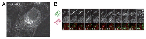 Figure 6. ULK1 is recruited to pre-existing VMP1-positive punctate structures. (A) SIM imaging of MEFs stably expressing VMP1–GFP cultured in normal medium. Scale bar: 10 μm. (B) Time-lapse imaging of VMP1–CFP and Venus–ULK1 in starved MEFs was performed at 1 frame per 10 s, and selected images (0.5 min interval) are shown. Arrows indicate VMP1–CFP and Venus–ULK1 puncta, which colocalize with each other for certain times. Scale bar: 5 μm.