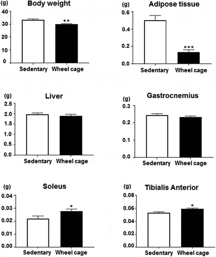 Figure 3. Body and tissue weight. Total body, adipose tissue, liver, and skeletal muscle (gastrocnemius, soleus, and tibialis anterior) weights are shown. Open bar, sedentary group; filled bar, wheel cage group. Each value represents the mean ± SE (N = 6 for the sedentary group, N = 7 for the wheel cage group). ***P < 0.001, **P < 0.01, *P < 0.05.