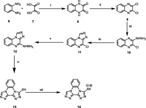 Scheme 1. Synthetic pathway for compound 14; Reagents and conditions: (i) 4 N conc. HCl/reflux/6 h, (ii) SOCl2/DCE/reflux/4 h, (iii) NH2NH2.H2O/ethanol/r.t., (iv) triethyl orthoformate/reflux/4 h, (v) NH2NH2.H2O/ethanol/reflux/4 h, (vi) absolute ethanol/KOH/CS2/reflux/6 h, (vii) absolute ethanol/KOH/heating/10 min.