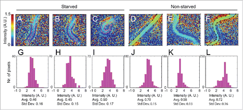 Figure 4. FT-IR detects differences between carbohydrate levels in starved and non-starved larvae. A-F show relative intensity heat maps for the absorption in the 1020–1130 cm−1 region (carbohydrates) by first larval (L1) stage hermaphrodites. A-C show images of starved larvae; D-F show images of their non-starved siblings. G-L show histograms giving the distributions of the relative intensities of the 1020–1130 cm−1 region (carbohydrates) for pixels from the regions outlined in the heat maps. There is a modest but statistically significant trend for the relative intensities to be lower in the starved worms, corresponding to a lower proportion of carbohydrates.