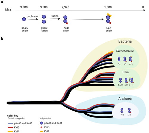 Figure 3. Schematic view of the distribution of Kai protein homologs in Prokaryotes. (a) Kai evolutionary events were adapted from Dvornyk et al. (Citation2003). (b) Tree branches and Kai evolutionary paths are not on scale and do not reflect the evolution of kai genes in Prokaryotes but illustrate the distribution of current Kai protein homologs carriers in Archaea and Bacteria. The number of unique species carrying KaiC homologs alone or with KaiB and/or KaiA are represented for archaea, and bacteria. For clarity purpose, bacterial phyla were not display with the exception of Cyanobacteria.