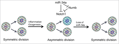 Figure 1. miR-34a-mediated asymmetric divisions in stem cells. Asymmetric division mechanisms are silenced in normal intestine or colon stem cells. The asymmetric division rate increases to rein in excessive stem cell expansion during tissue regeneration caused by inflammation. Loss of miR-34a enhances symmetric division and stem cell proliferation.