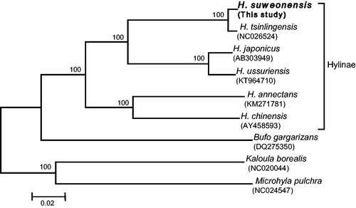 Figure 1. Neighbour-joining (NJ) phylogenetic tree of six Hyla spp. frogs based on the concatenated nucleotide sequences of 13 mitochondrial protein-coding genes. Numbers at each node represent the bootstrap support value of the NJ analysis, based on 1000 replicates, and numbers below species names indicate their GenBank accession code.