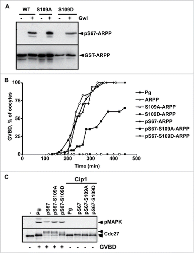 Figure 2. S109D mutation does not impair the ability of S67-phosphorylation of ARPP19 to activate Cdk1. A. WT-ARPP, S109A-ARPP and S109D-ARPP were incubated or not with recombinant Gwl in the presence of γS-ATP. The phosphorylation of WT-ARPP at S67 was visualized by western blot using an antibody directed against S67-phosphorylated ARPP (pS67-ARPP). Total ARPP19 was immunoblotted with an anti-GST antibody (GST-ARPP). B. Prophase-arrested oocytes were stimulated with progesterone (Pg) or injected with either unphosphorylated WT-ARPP (ARPP), S109A-ARPP and S109D-ARPP or S67-thiophosphorylated WT-ARPP, S109A-ARPP and S109D-ARPP (respectively pS67-ARPP, pS67-S109A-ARPP and pS67-S109D-ARPP). Meiosis resumption was followed by scoring the % of oocytes at GVBD as a function of time. C. Prophase-arrested oocytes were injected or not with p21Cip1 (Cip1) and then stimulated with progesterone (Pg) or by injecting S67-phosphorylated WT-ARPP, S109A-ARPP or S109D-ARPP (respectively pS67, pS67-S109A, pS67-S109D). Oocytes were collected at GVBD time. Cdk1 activation was monitored by western blotting phosphorylated MAPK (pMAPK) and Cdc27.