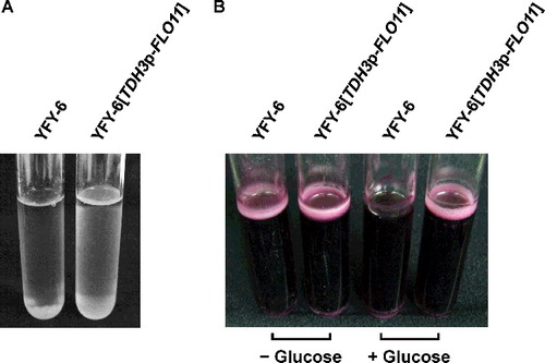 Figure 3. Pellicle-forming abilities of YFY-6 and YFY-6[TDH3p-FLO11] strains in glucose medium (A) and wine (B).