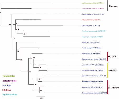 Figure 1. Phylogenetic relationships based on the 13 mitochondrial protein-coding gene sequences inferred from IQtree. Numbers around the nodes are Bootstrap values. The coloration of taxa names relates them with their family name listed on the left. GenBank numbers of all species are shown.