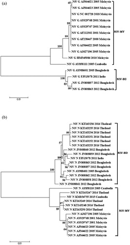 Figure 3. Phylogenetic analyses of sequences of Nipah Virus (NiV) strains from different countries (Bangladesh, Cambodia, India, Malaysia, and Thailand). (A) Phyloanalysis based on complete G gene (1809 bp) and (B) Phyloanalysis based on complete N gene (1599 bp). Tree created with maximum likelihood method with 1,000 bootstrap replicates. Scale bars indicate number of sequence changes corresponding to illustrated branch length. Major two NiV clades are mentioned in the side bar as BD (Bangladesh) and MY (Malaysia).