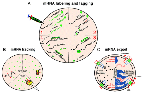 Figure 1. Following the pathway of mRNA in the nucleus. (A) mRNA labeling and tagging. Four main mRNA tagging methods are depicted in green: (1) Microinjection of in vitro synthesized and labeled mRNAs; (2) Hybridization of fluorescently-tagged DNA/RNA probes or molecular beacons (MB); (3) GFP fused-RNA binding proteins (GFP-PABP2 and GFP-TAP); and (4) MS2 tagging with the MS2-coat protein (CP). (B) mRNA tracking. Current methodologies for mRNA kinetic studies: single particle tracking (SPT), fluorescence correlation spectroscopy (FCS) and fluorescence recovery after photobleaching (FRAP). In yellow are the point of detection for FCS and the region photobleached during FRAP, and arrows mark the movement in and out of the spots. Fluorescent mRNPs are in green and photobleached ones are in black. (C) mRNA export. Left: The region in the pore through which mRNA (black dots) translocation occurs is represented by two paths (peripheral and central), as observed in EM studies. Right: the kinetic time-frame of mRNA movement through the nucleus and through the pore is described in C. tentans and mammalian cells. Chromatin regions appears in blue.