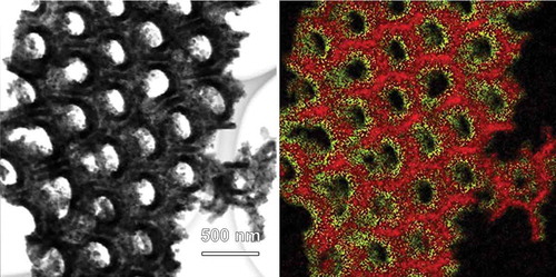 Figure 2. STEM (left) and the corresponding EDX images (right) of CFO coated AAO. In the EDX image, red and yellow colors represent Al and Co elements, respectively.