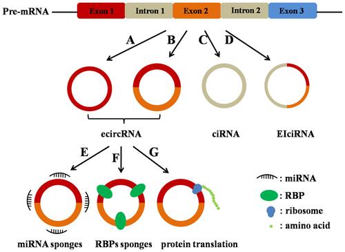 Figure 1 Categories and biological functions of circRNAs. CircRNAs are divided into three types: ecircRNAs (A and B), ciRNAs (C), and EIciRNAs (D). The main functions of circRNAs (ecircRNAs): circRNAs act as miRNA sponges (E); circRNAs act as RBPs sponges (F); circRNAs act as template for proteins/peptides translation (G).