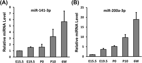 Figure 5. MiR-141-3p and miR-200a-3p expression increases significantly during renal development. qPCR was used to measure (A) miR-141-3p and (B) miR-200a-3p levels at different stages of kidney development. The results were normalized to U6 snRNA expression. The expression level at E15.5 was set to 1. Data are shown as mean ± SD and all experiments were performed in triplicate.