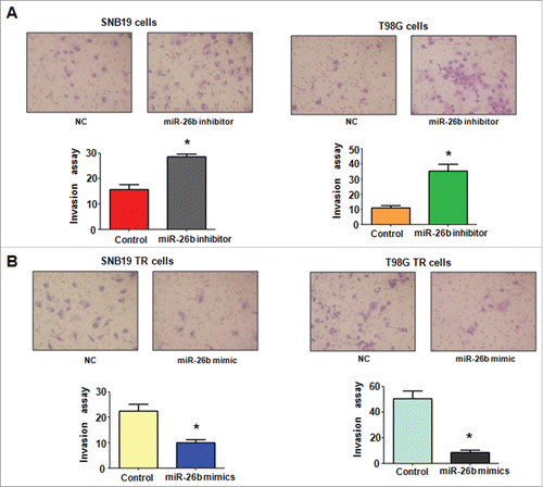 Figure 4. miR-26b mimics inhibited cell invasion in TR glioma cells. (A) Top panel: Invasion assays were conducted in glioma cells transfected with miR-26b inhibitor. Bottom panel: Quantitative results are illustrated for top panel. * P < 0.05 vs Control. (B) Top panel: Invasion assays were performed in TR glioma cells transfected with miR-26b mimics. Bottom panel: Quantitative results are illustrated for top panel. * P < N0.05 vs Control.