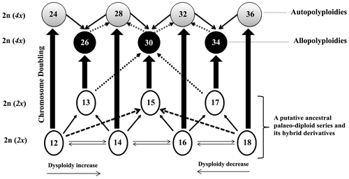 Figure 3. Scheme illustrating a hypothetical chromosomal relationship of the Jurinea–Saussurea group in sensu Susanna and Garcia-Jacas (Anderberg et al. Citation2007; Funk et al. Citation2009). A putative ancestral palaeodiploid series is considered on the base. Through successive hybridizations, back crossings and chromosome doublings a web of reticulate evolution is generated; this implies a polyploidy pillar complex scheme (Ehrendofer Citation1959). In order to retain some simplicity the back crossings are not illustrated in this scheme.