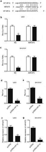 Figure 2. HIF1A was a virtual target gene of miR-675. (a) HIF1A was a potential target gene of miR-675 with a miR-675 binding site located in HIF1A 3ʹUTR. (b) MiR-675 mimic reduced the luciferase activity of U251 cells transfected with wild-type but not mutant HIF1A 3ʹUTR (* P value < 0.05, vs. wild-type HIF1A group). (c) MiR-675 mimic reduced the luciferase activity of SH-SY5Y cells transfected with wild-type but not mutant HIF1A 3ʹUTR (* P value < 0.05, vs. wild-type HIF1A group). (d) Transfection with HIF1A constructs reduced the luciferase activity of miR-675 promoter in U251 cells (* P value < 0.05, vs. pcDNA group). (e) Transfection with HIF1A constructs reduced the luciferase activity of miR-675 promoter in SH-SY5Y cells (* P value < 0.05, vs. pcDNA group). (f) MiR-675 level in U251 cells was down-regulated subsequent to transfection with HIF1A plasmids (* P value < 0.05, vs. pcDNA group). (g) MiR-675 level in SH-SY5Y cells was down-regulated subsequent to transfection with HIF1A plasmids (* P value < 0.05, vs. pcDNA group).