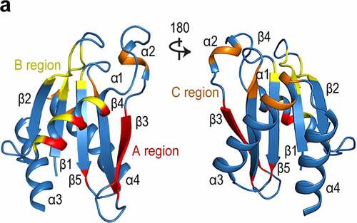 Figure 8. The existing binding regions on DENN family proteins.