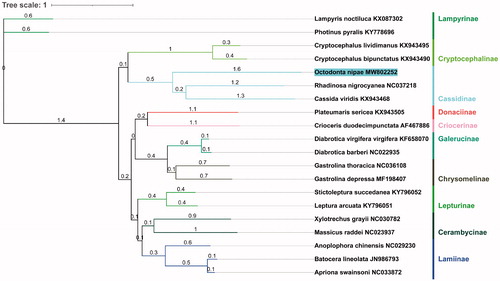 Figure 1. Evolutionary relationships of O. nipae based on mitochondrial PCGs catenated dataset. Numbers on branches are Bayesian posterior probabilities.