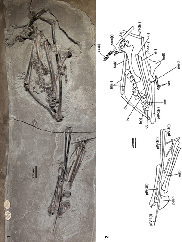 SANGSTER, pterosaur Dimorphodon macronyxPlate 4