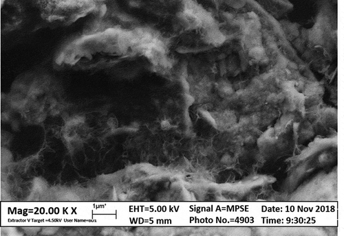 Figure 2. Scanning Electron Microscope (SEM) of MPA treated soil