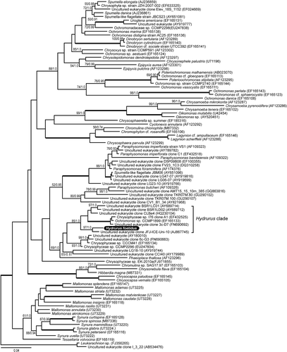 Fig. 7. Bayesian phylogenetic tree of Chrysophyceae based on an 18S rDNA alignment of 1627 characters and 97 taxa, rooted with Leukarachnion sp. and an uncultured eukaryote (AB534476). Maximum likelihood bootstrap values and Bayesian posterior probability values as in Fig. 6.