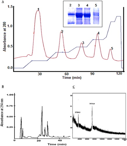 Figure 1. Fractionation and purification of haemocyanin. (A) Fractionation of E. verrucosa dissociated haemocyanin chromatographed on a Fast Flow Sepharose Q column. Insert: Electrophoretic patterns of isolated fractions on a 10% SDS PAA gel electrophoresis (peaks 2, 3, 4 and 5). (B) HPLC purification of structural subunit 5 (SU5) in a Nucleosil 100 RP C18 column. (C) MALDI spectrum of structural subunit 5 (SU5) from E. verrucosa haemocyanin isolated on an anion exchange Fast Flow Sepharose Q column. The sample was measured by MALDI-TOF Ultraflex II.