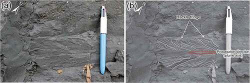 Figure 9. Plumose structure showing hackle fringe and propagation direction along a northeast-trending vertical joint in the Befoor Formation near Manokwari, locality 17SE–01 (0°52’30.08“S, 134° 2’49.16“E).