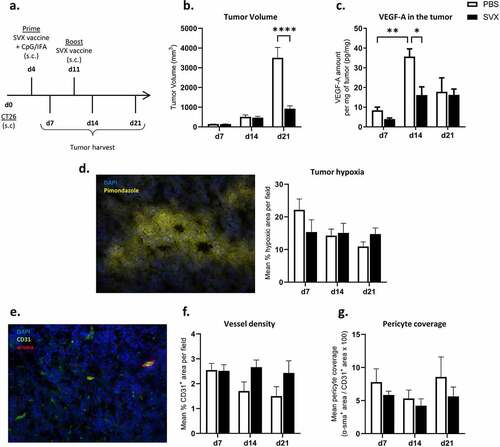 Figure 1. SVX vaccine modulates tumor angiogenesis with a transient decrease in VEGF levels in the tumor.