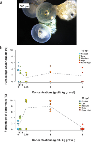 Figure 4. (a) Representative photograph of a normally (top) and abnormally (bottom) developed embryo at 28 dpf. (b) Percentage abnormally developed embryos at 16 dpf and 28 dpf, corresponding to 10 and 22 d of experiment. The means of the four incubators for each treatment are plotted as dots and the dashed line connects the overall means. n = 48 ± 20 larvae were assessed per incubator. The size of the dots is proportional to the specific n per incubator (range 17–82, and 35–97 eggs counted per incubator at 16 and 28 dpf, respectively).